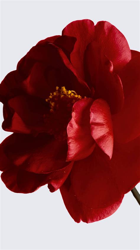 red czar camellia chanel|red camellia extract.